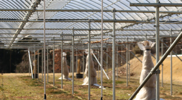 Arrival-of-Spring-000-2