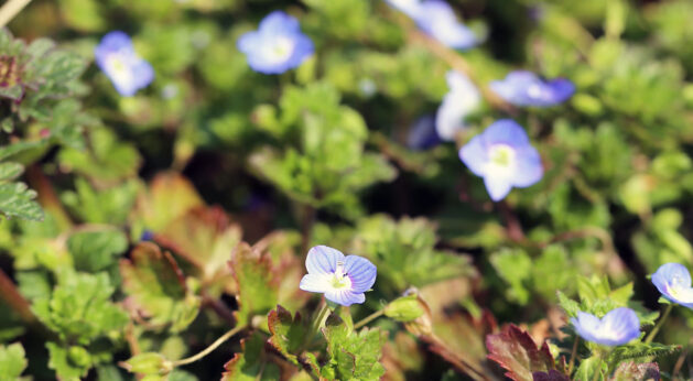 Arrival-of-Spring-001