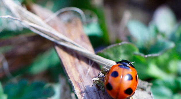 Arrival-of-Spring-003