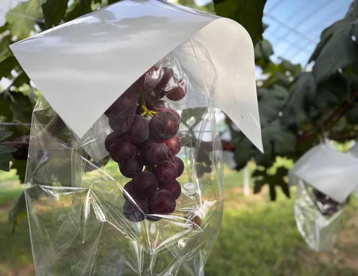 Blackbeet-260807